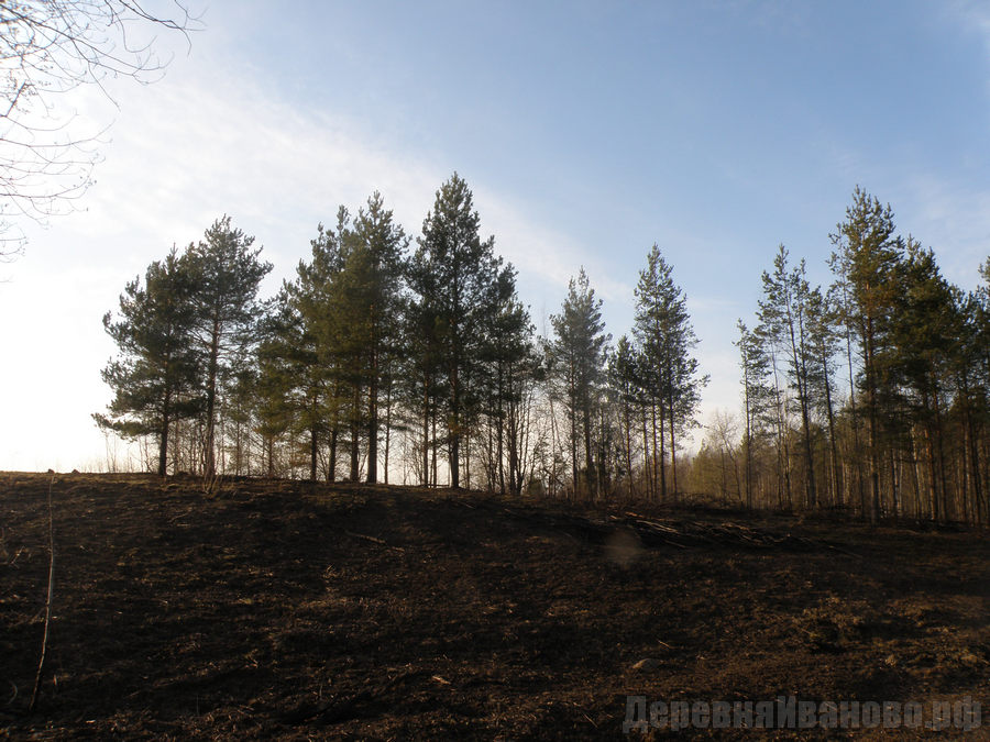 Фото Поле Лес